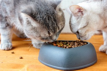 Two cats eating food from pet bowl in shape of heart