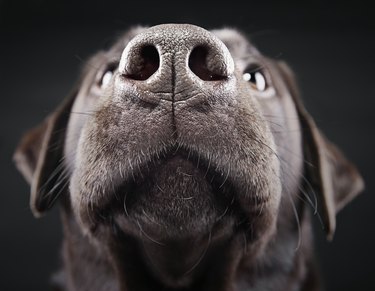 Close Up of Chocolate Labrador's Nose
