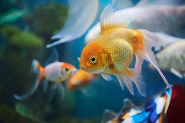 Close-up of gold fish