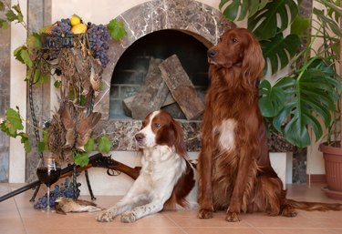 Bunch of birds, two hunting dogs and rifle on background of the fireplace.