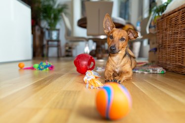 Dog at home in a living room playing with assorted dog toys on a hardwood floor.