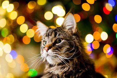 The big and lazy Maine Coon cat near the New Year tree with garlands