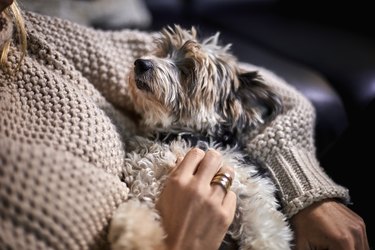 Close-up of woman cuddling with lap dog at home