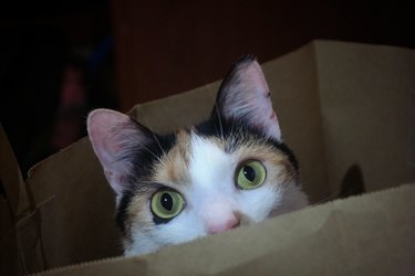 cat with top half of face peeking out of a box