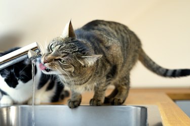 Cat drinks water from faucet