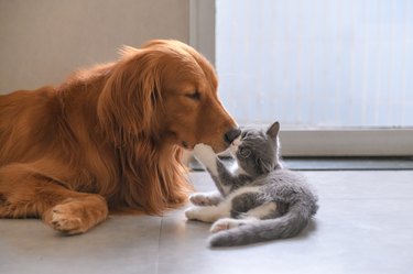 Golden Retriever and Kitten