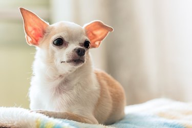 Little Chihuahua sitting on the couch in the room