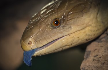 Australian Blue tongue lizard