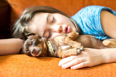 Sweet dream. Toy-terrier dog sleeping with her girl owner
