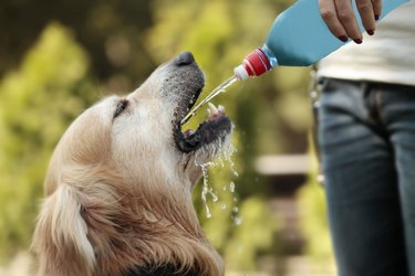 golden retriever drinking water in summer