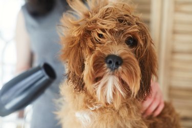 Woman grooming her pet dog