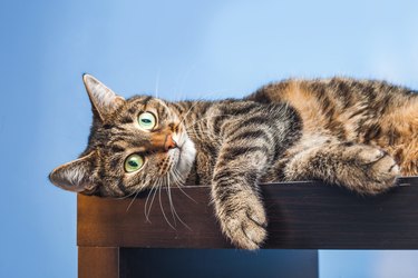 Cat lies on blue background.