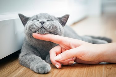 Happy kitten likes being stroked by woman's hand.