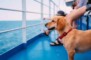 norwegian cruise line dogs