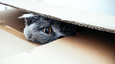Cat hiding in a cardboard box