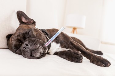 Dog with a thermometer