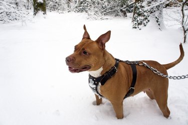 Pitbull dog in snow