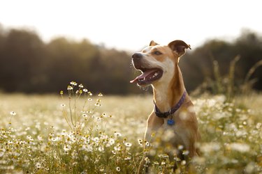 Happy dog in a field