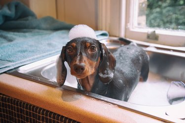 dachshund getting a bath in the sink