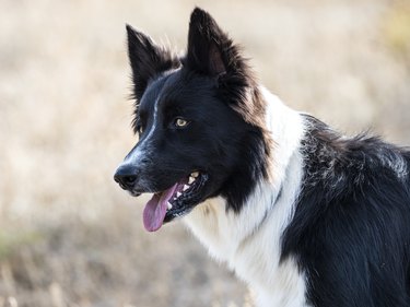 Dog - Border Collie, playing in the field outdoors.