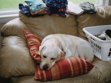 Yellow labrador sleeping on sofa near laundry