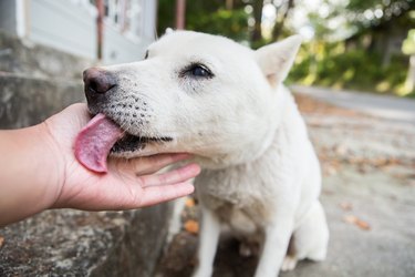 A dog that licks the owner's hand