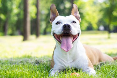 Close up of a brown and white dog outside