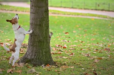 Dog chasing squirrel up tree, but it is hiding