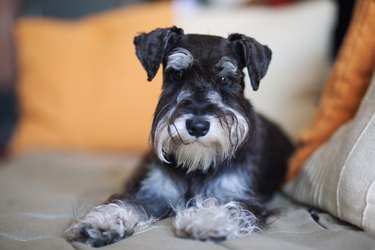 Sweet dog-Schnautzer