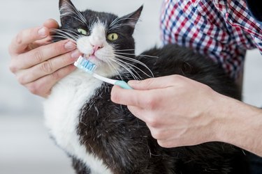 Feline Dental Health