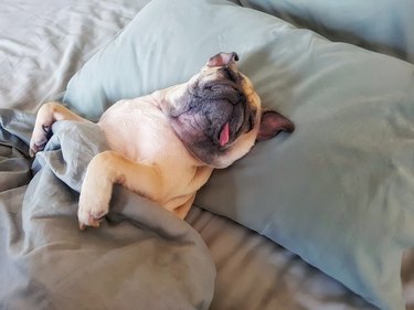 Cute pug  asleep on a pillow in bed