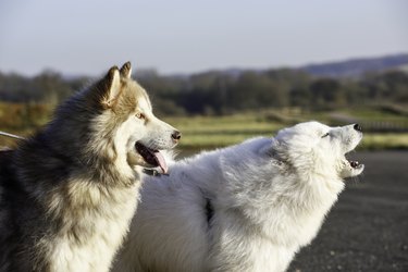 Alaskan Malamute and Samoyed Dogs.