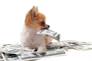 Baller Chihuahua surrounded with $100 bills