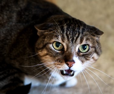angry cat hissing with ears pointed down