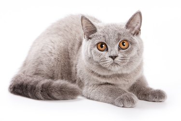 gray cat with red eyes