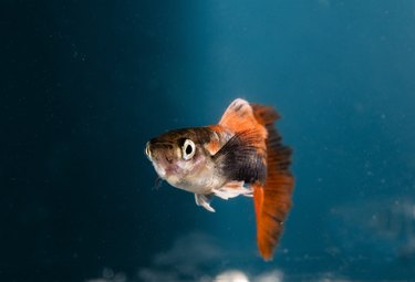 Aquarium fish, Guppy