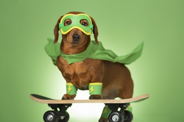 Masked superhero dog on a skateboard