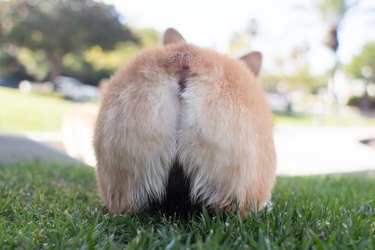 Corgi puppy butt