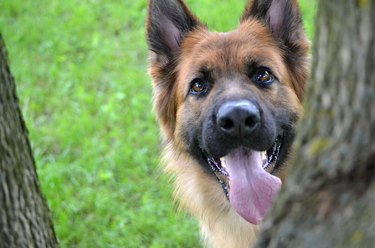 German Shepherd with tongue out outdoors