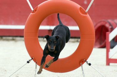 Manchester Terrier in agility