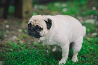 how dogs decide where to poop