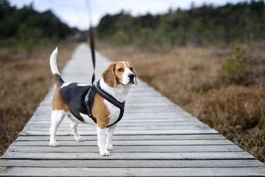 Beagle on boardwalk weaing a Y-shaped harness