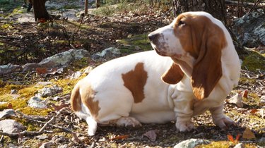 Close-Up Of Dog Standing On Field