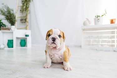 Funny puppy of english bull dog  on the floor looking to camera.