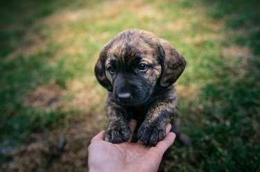 Young puppy playing with person in the garden.