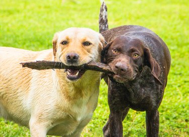 Labrador retriever and German shorthaired pointer dogs playing with a stick