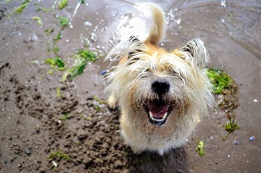 Portrait Of Wet Dog At Lakeshore