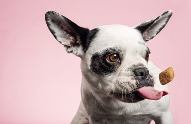 Dog catching a biscuit on its tongue on pink background
