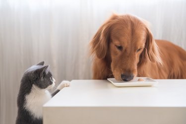 The kitten is watching the Golden retriever eating.