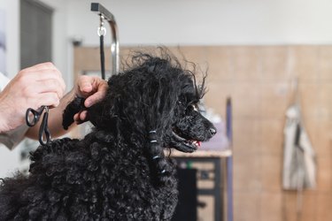 Man unraveling tangled dog's hair